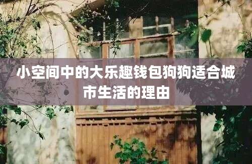 小空间中的大乐趣钱包狗狗适合城市生活的理由