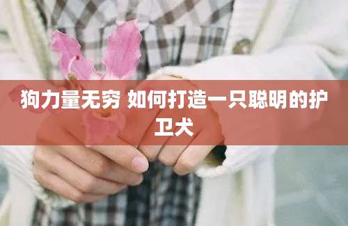 狗力量无穷 如何打造一只聪明的护卫犬