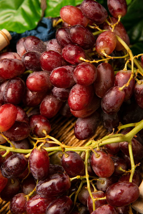 特产提子新疆红提鲜果夏季水果美食摄影图 摄影